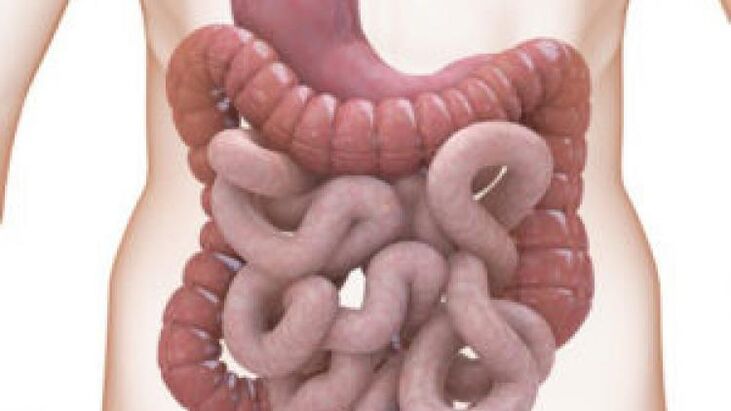 intestine